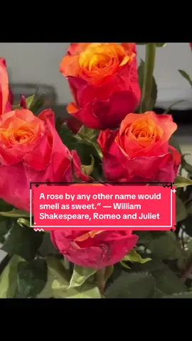 A rose by any other name would smell as sweet.— William Shakespeare, Romeo and Juliet,  What is it about a rose that draws you in so irresistibly and light up your entire being? Thank you for these gorgeous flowers 😍 #rosesarered #flowers #soul #soulfood #flowerpower #icanbuymyselfflowers 