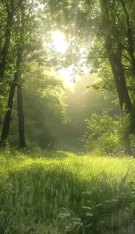 #wallpapers4k #wallpapers #natureaesthetic #naturevibes🌿 #murmarischa 