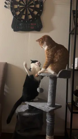 #fightcats🐈🐈 #fight      #fightcat #fyp #funny #catsoftiktok #fyppppppppppppppppppppppp #f #fyp 