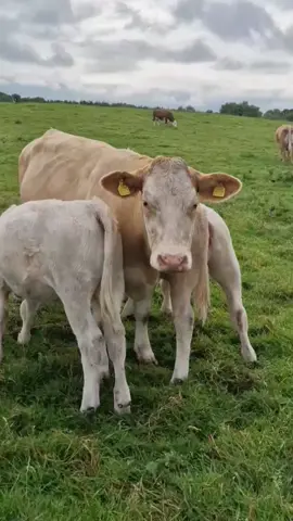 1st time calver did a great job rearing her twin heifers.Weaned without any problems and growing up fast.I think that's the stage some humans have trouble with.🤔#twins #weaned #irishfarming #charolais #simmental #beefcattle #happycows #heifers 