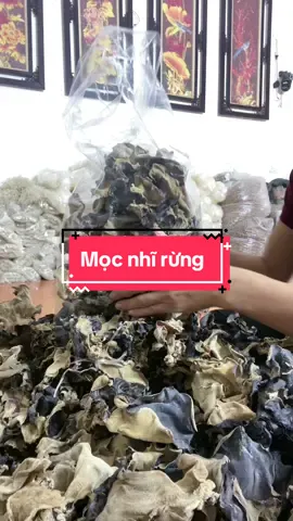 Mọc nhỉ rừng khô Tây Bac##mocnhi #nấm #nấmmeo 