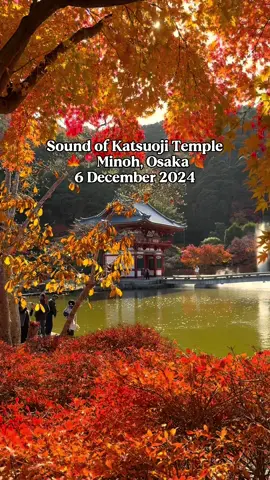 After over 10 trips to Japan in the past 3 years, this is my first #autumn #fall season! And it is just sublime! This is #katsuoji #katsuojitemple in #osaka #travel #🍁 