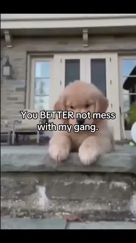 Larry ❌❌❌ #smiledog #puppy #silly #kemonomimi #puppytiktok #creepypasta #woof 