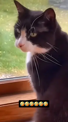 #cat #cute #catvideo #cutcat #funny #pet #funnyvideo #kitty #foryou  #keşfetbeniöneçıkar 