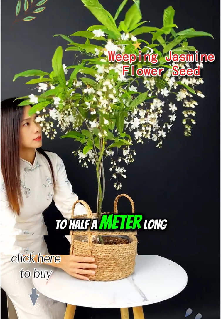 You can buy the weeping jasmine below the video!#seeds #garden #easygrow #plantlover #balcony #plants #nature #weeping #jasmine #plantlife 