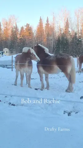 Bob and Richie #tiktokcreator #blessed #207 #draftyfarms #BIGs #belgiandrafthorse #countryliving #farmlife #barnlife #snowinmaine 