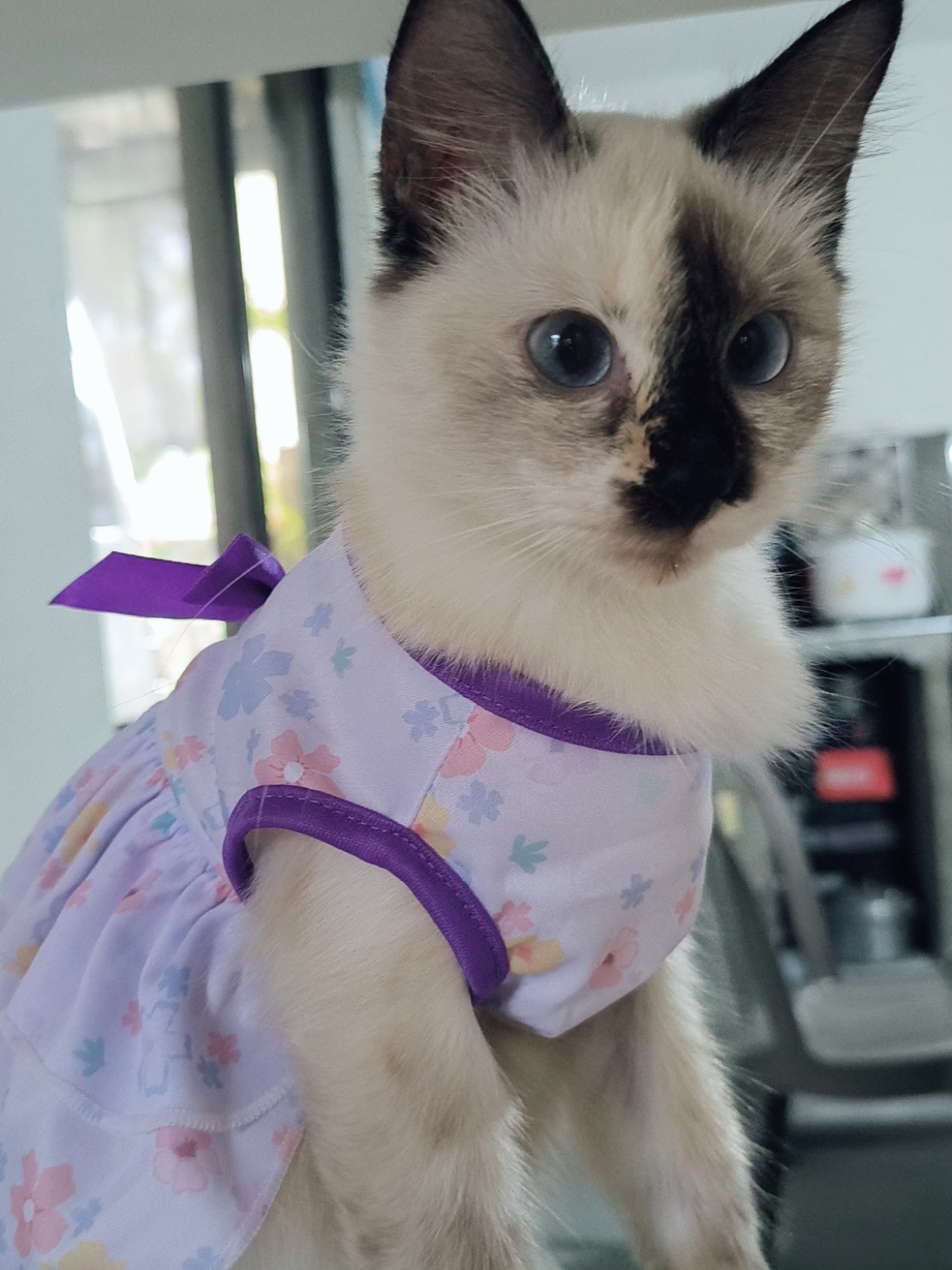 #petdress   Floral  Pattern Pleated Hemming Windproof Pet Vest. #petootd #catdog #catdress #dogoutfit #catoutfit #OOTD 