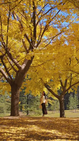🍁🍂 Shanghai’s stunning golden November is here! Perfect spots: ✨Gongqing Forest Park ✨Expo Park ✨Yanfu Green Space 🎥Frankkie #Shanghai #fyp #travel #traveltiktok #beautifuldestinations 