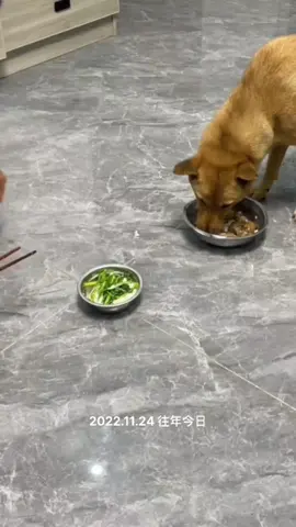 #dog #funnyvideo #fyp #foryoupage #foryou #xuhuong 