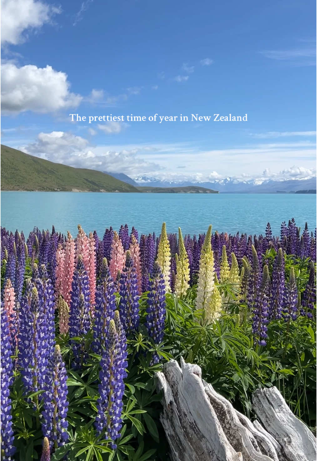 What a view! #laketekapo #newzealand #southisland #nzroadtrip #Summer #nztiktok #spring 