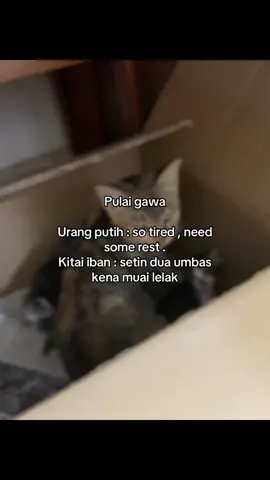 #ibanquotes#fypsarawak#ibansarawak 