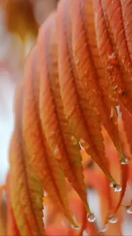 #lasthope #steveralph 