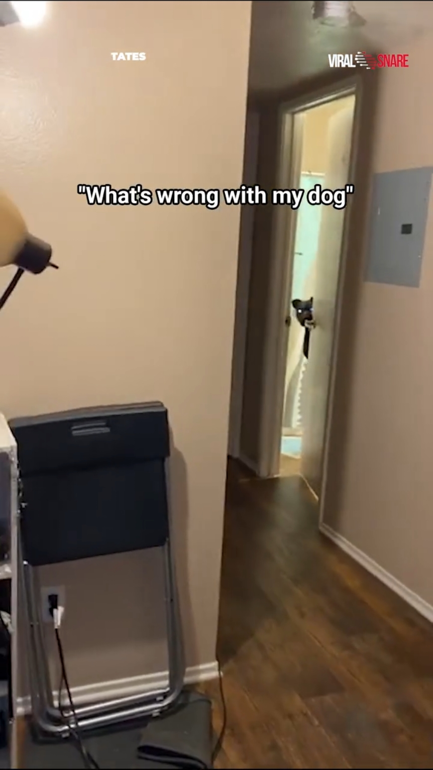 Dog Opening Bathroom Door by Herself, Looks at Owner Creepily Then Closes It #viralsnare #dog #dogsoftiktok #dogoftheday #doglife #doglovers