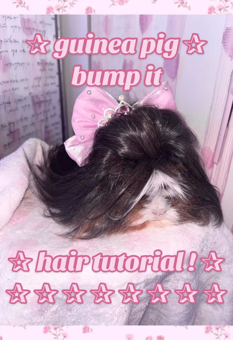 ✰ bump it up! making my long haired guinea pig extra super y2k because with her beauty and her money piece she was born to be an early 2000s princess ✰ #styling #hair #hairtutorial #fashion #y2k #makeup #guineapig 