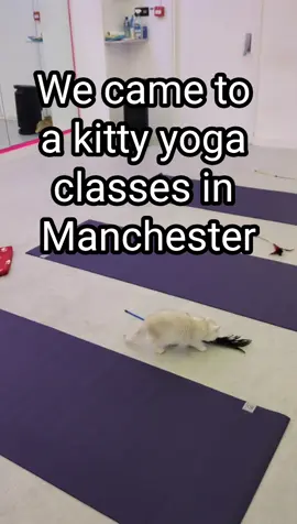 FULL VIDEO as previous one got cut short 😱 Availability check at https://www.kitty-yoga.co.uk/manchester #kittyyoga #kittenyoga #manchester #manchesterlife #yoga #coolyoga #yogaclass #bestyoga #manycats #kitties #kittiesoftiktok 