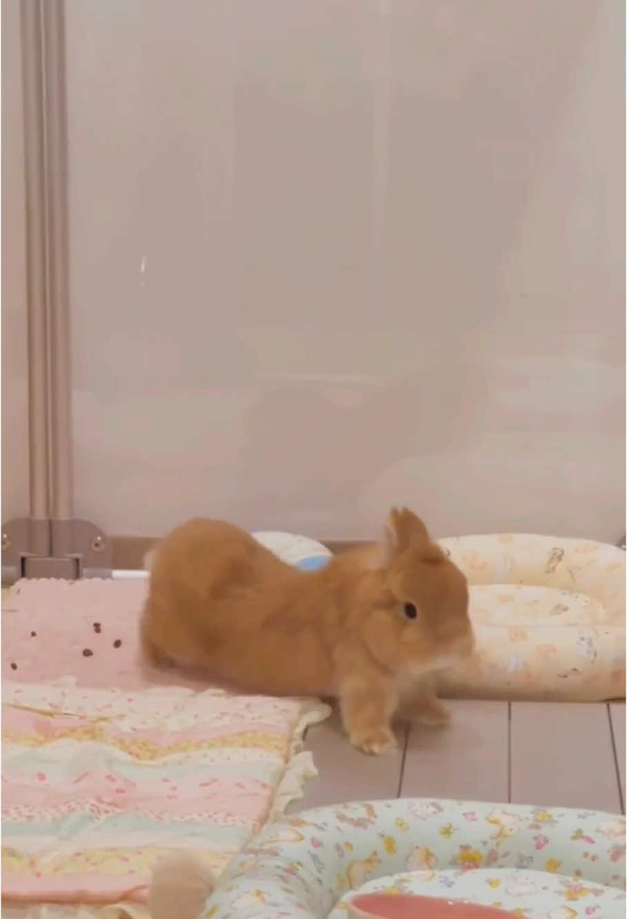 Fast cool rabbits 🤣🐰 #rabbits #rabbitsoftiktok #cat #catsoftiktok #cats #funny #for #foryou #fyp #foryoupage #funnyvideo #cute #pet #cutecat #animal #animalsoftiktok #usa🇺🇸 #catlover #tiktokcats #pets #kitten #funnyanimals 