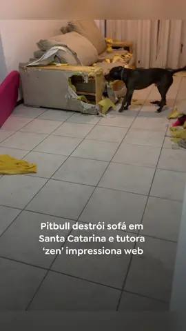 Dogs causing destruction #dog #dogsoftiktok #dogfunny #pet #funny 