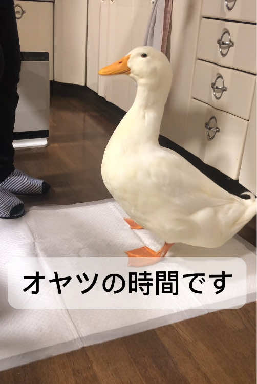 オヤツの時間！ こうやってオヤツをあげるから 太ってしまったんだな #duck #アヒル #かわいい  #ペット #鳥 #癒し  #わがままボーイ#動物  #デブ