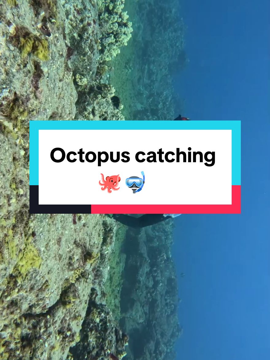 Octopus catching  #spearfishing #octopus #octopus🐙 #fishing 