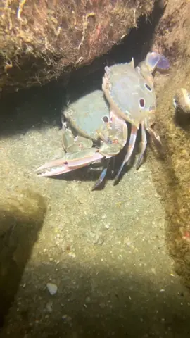 I met a three eyed crab holding his wife at the bottom of the sea, and he refused my dried fish. #diving #seafood #catchthesea #crab #fish