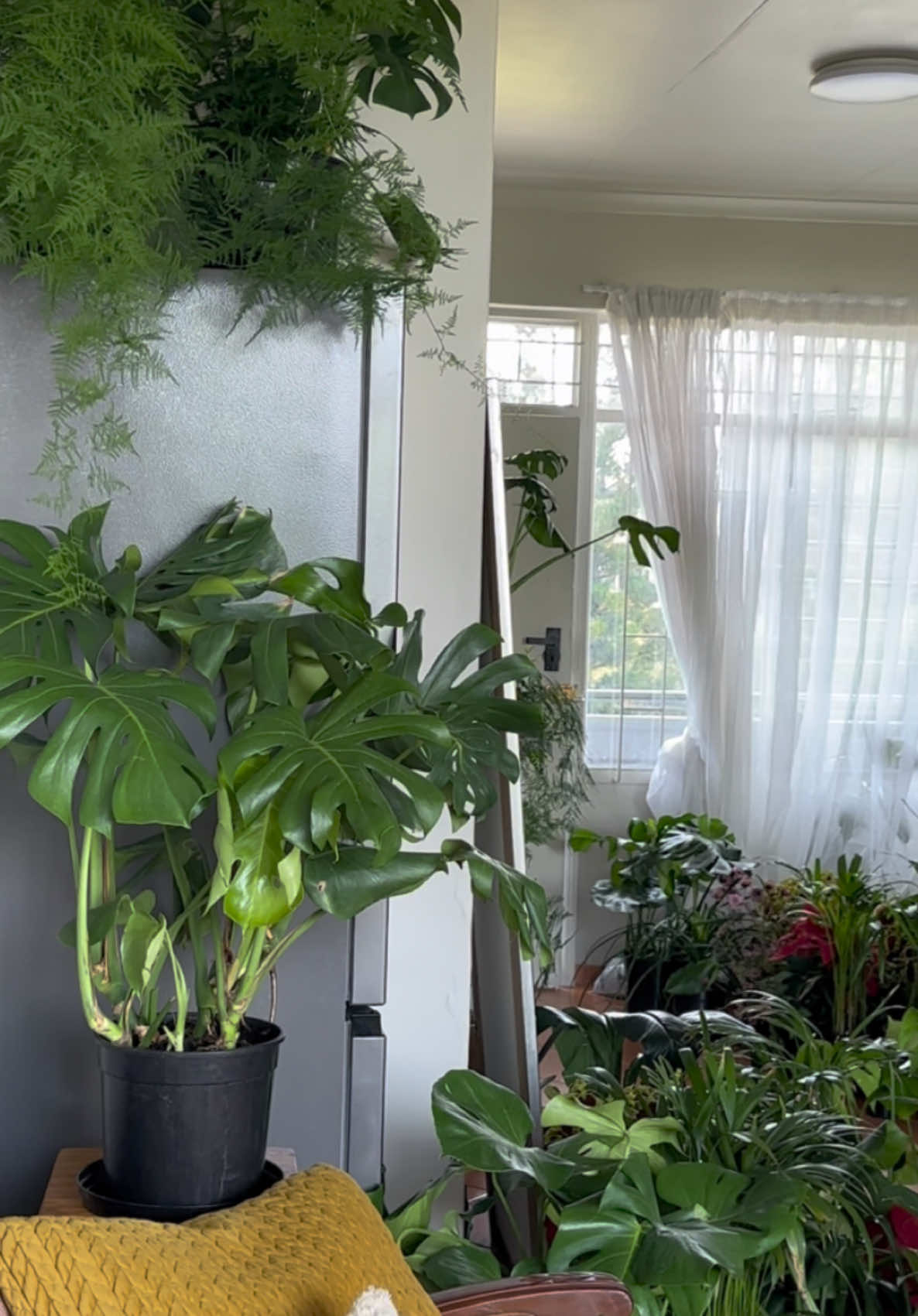https://www.ihlahla.co.za/                               Moody yet resilient, she’s the perfect addition to any space. Whether you’re a plant newbie or a seasoned plant parent, she’s got your back. Available soon on our upcoming online store,stay tuned! 💚