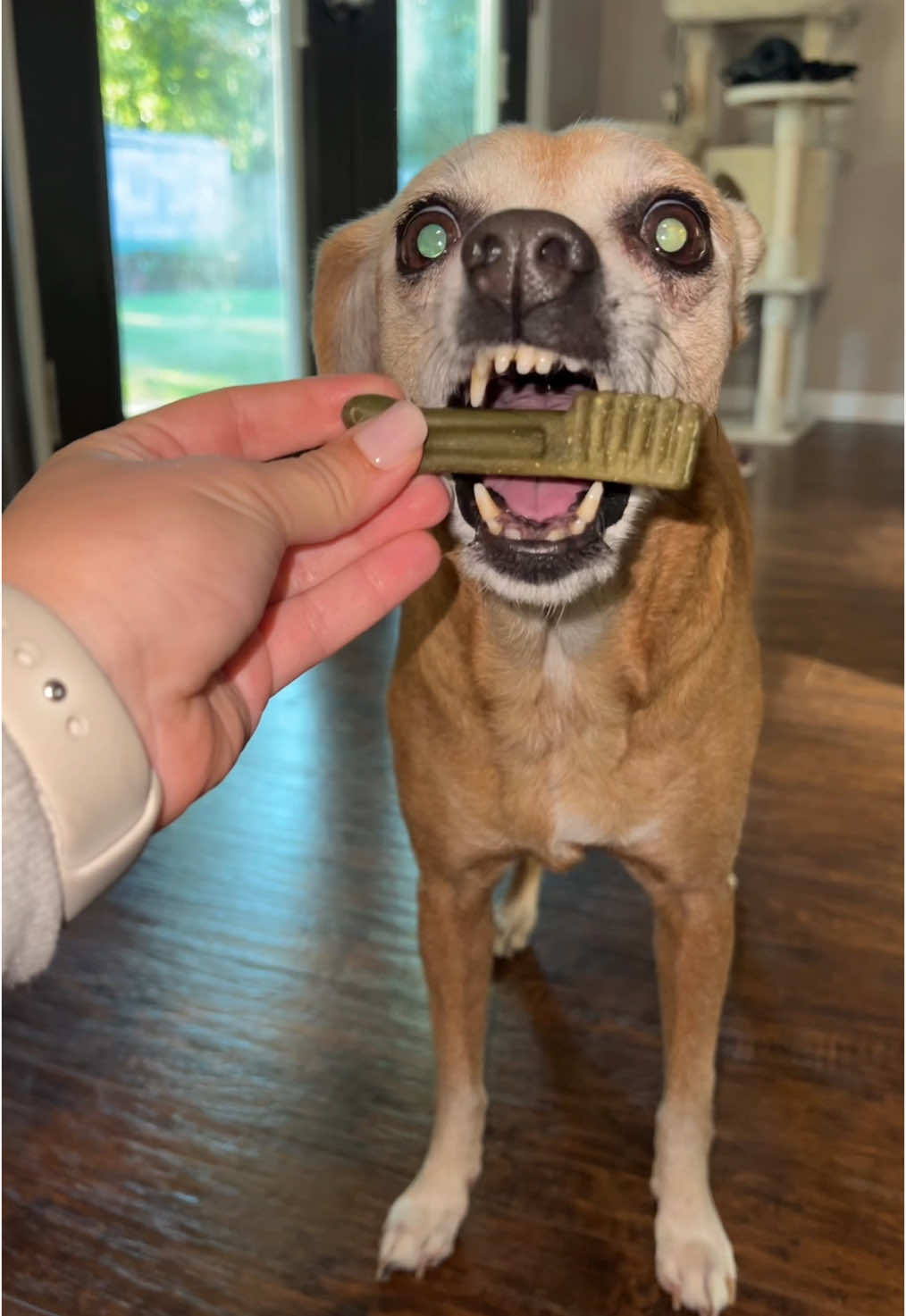 What do y’all use to keep your dogs teeth clean? #dogteeth #greenies #doggylovers @greeniesofficial 