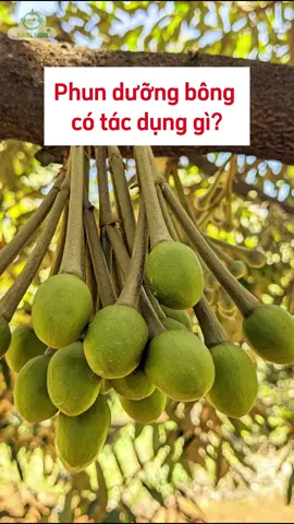 Phun dưỡng bông có tác dụng gì#Phanbon #shortvideo #Thuocbvtv #Phanbonla #Saurieng #Caytrong