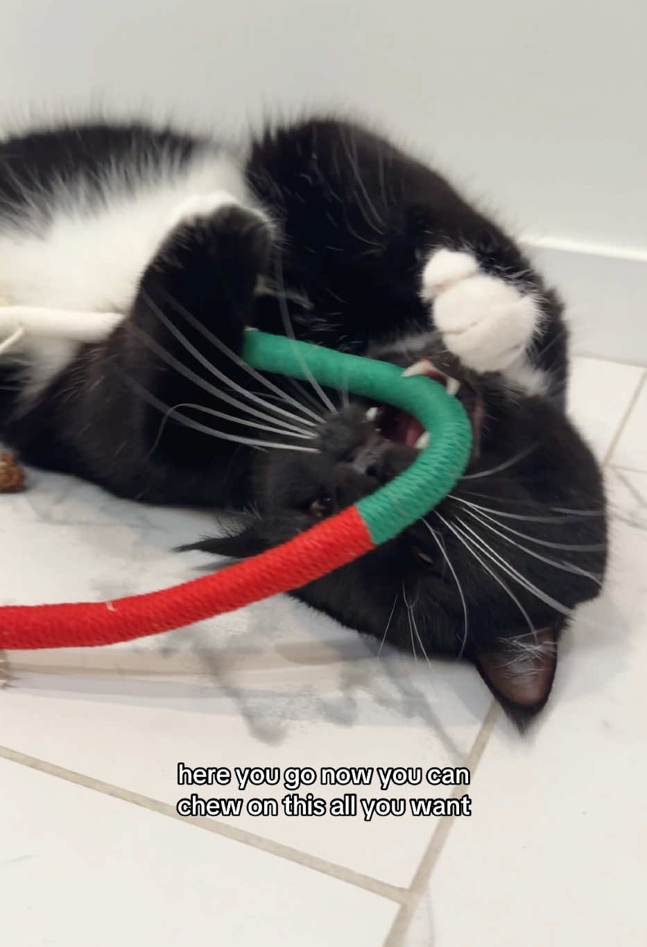Cat Chew Rooes are a great replacement for cats who chew on wires and cords.  #cattoy #catplaying #creatorsearchinsights 