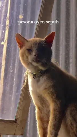 pesona preman oyen 18thn  #oyen #oyenbarbar #kucing #kucingoyen #anabul 