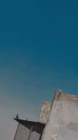 #kehti hein MERI shakhiya Dil mein #foryoupage #🌳🌲🌳🌲🌳🌱🌿🌱🌿🌾🥀🌾🥀🌼🌻🌼🌻💗💖💗💖 