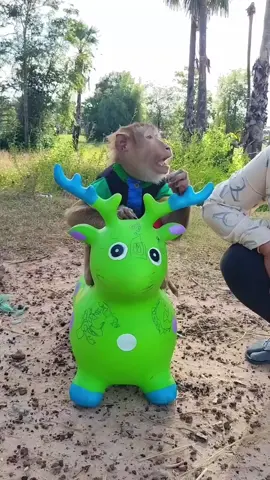 #monkey #fyp #cute #animal #animals #monkeysoftiktok #uae #mr .monkey #foryou #funny #monkeys #uk #usa #aus #canada #world #cuteanimal #bestfriend #adorable #monkey #meme #monkeybaby #viral #foryoupage #ape #babymonkey #trending #pets #funnyanimals #wildlife #cute #monkeydluffy 