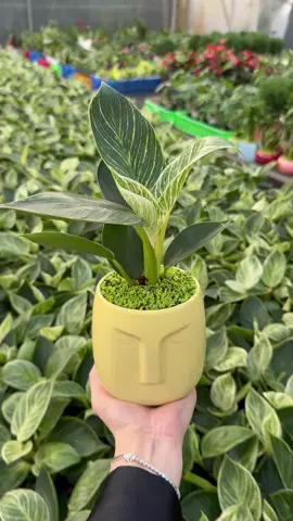 Đế vương kim cương nền cỏ vip tại vườn #goldenlifegarden #caycanhdep #devuongkimcuong #caynoithat 