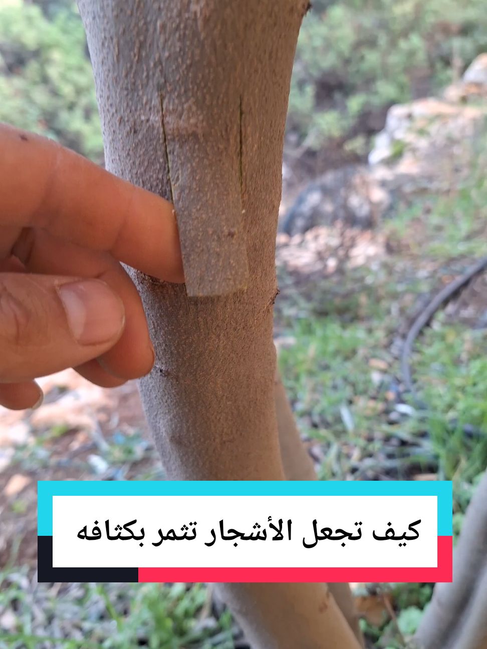 كيف تجعل الأشجار الي ماعم تثمر تثمر بكثافه وتحصل علا إنتاجية عالية بطريقه صحيحة وسهلا #عالم الزراعة مصطفى #عالم الزراعة #الزراعة السهلا #اسرار الزراعة #الزراعة المنزلية #زراعة البندوره #زراعة الخيار #زراعة الفاصوليا طريقة زراعة الشمام تسميد الشمام زراعة البطيخ الأصفر طريقت تسميد الخيار السمدة للخيار  طريقة صمد الخيار زريعه الخيار درجا ازي اسمد الخيار طريقة تسميد البيذنجان طريقة تسميد الفلفل طريقة تسميد البندوره طريقة زراعة امراض البندوره امراض الخيار امراض البيذنجان امراض الفلفل أسباب تصاقط ازهار #عالم الزراعة #الزراعة السهلا #اسرار الزراعة #الزراعة_البندورة #زراعة الخيار #طريقة زراعة البندوره #طريقة زراعة الخيار #طريقة زراعة الفلفل #طريقة زراعة البيذنجان #الزراعة المنزلية #زراعة الشمام #طريقة زراعة الشمام #زراعة البطيخ الأصفر #زراعة القمح #زراعة الشعير #طريقة زراعة القمح الصحيحه #طريقة تسميد الشعير#اكسبلور 