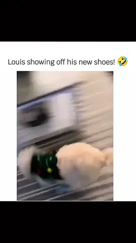 Funny and cute dogs compilation #funnydog #funnypet #cutedog #dogsoftiktok #dog 
