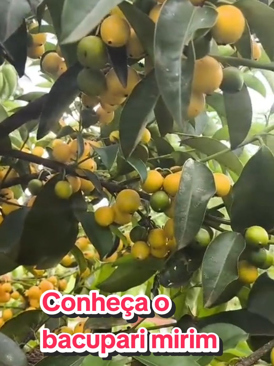 bacupari, também conhecido como bacupari mirim  #frutiferas #natureza #viral #viralvideos #fyp #top #frutas @Anailson natureza 