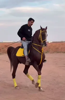 ماشآءالله رعد#خيل_عربي_اصيل #خيل #ئەسپ_سوارەکان #اربيل #كابتن_علي🎠 #اكسبلور #خيل_وخياله🐎 #الخيل_العربي_الاصيل #fypシ #trend #fyp 