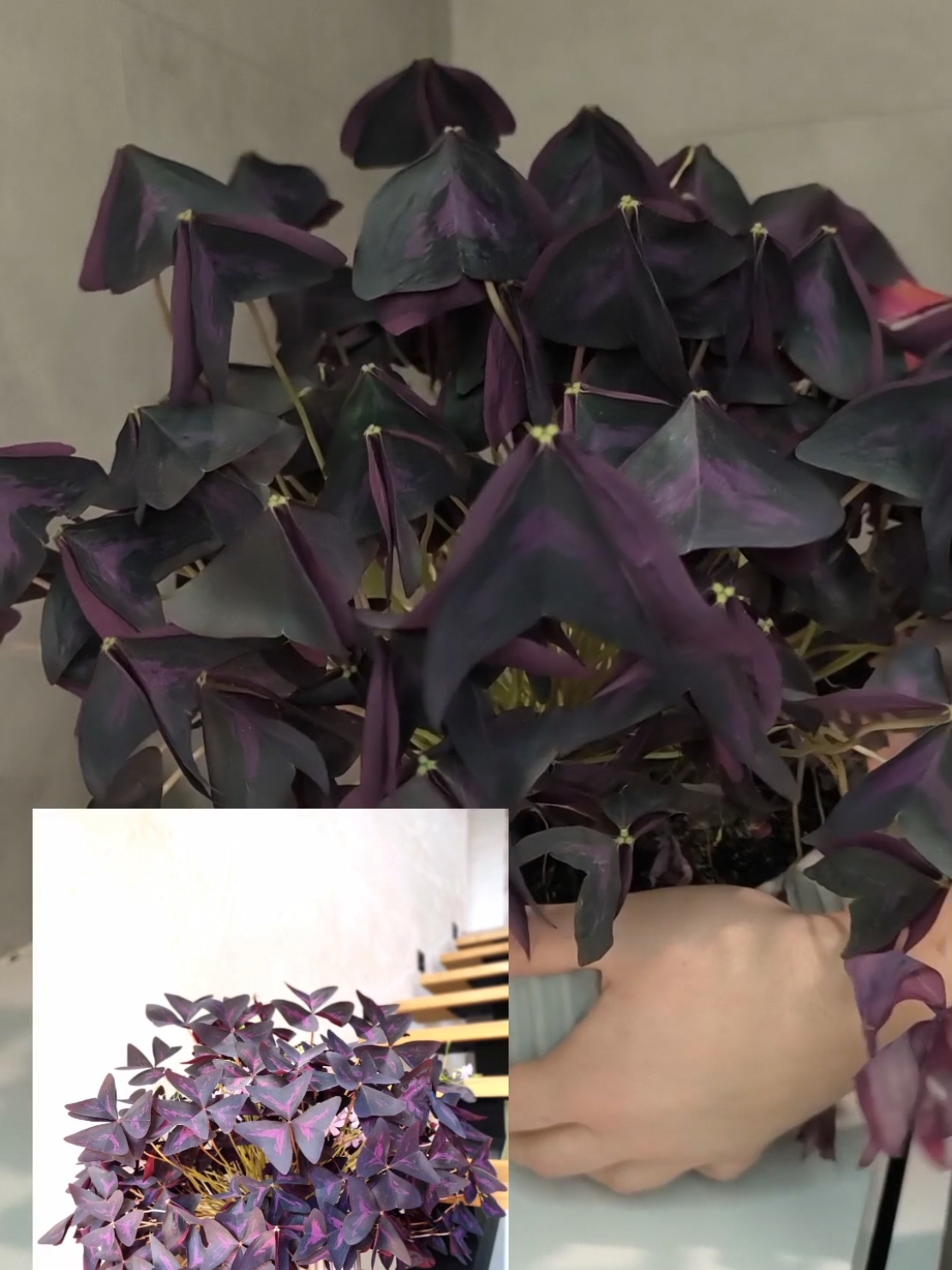 ✨ Секрети догляду за пишною кислицею! 🌿 Хочеш, щоб твоя кислиця (оксаліс) була завжди доглянутою та пишною? Я покажу, як це зробити 💜 У цьому відео ділюся простими, але дуже ефективними лайфхаками, які допомагають моїй кислиці виглядати такою здоровою та охайною. 👉 Дивись до кінця, результат точно тебе здивує! #квіти🌺🌸🏵️ #рослини #кімнатнірослини #оксаліс #кислица #кислиця #комнатныецветы #комнатныерастения #растения #цветы #доглядзарослинами #оксалис 