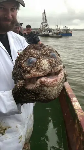Where are they finding these things?!?! ##oddities #strangeai #fishingdiscoveries #oceanmysteries #deepseafishing