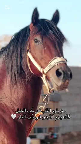 #مصراته #ليبيا #بنغازي #اكسبلور #خيل_وخياله🐎 #خيل #الخليج #الخمس #زليتن #طرابلس #اقتباسات 