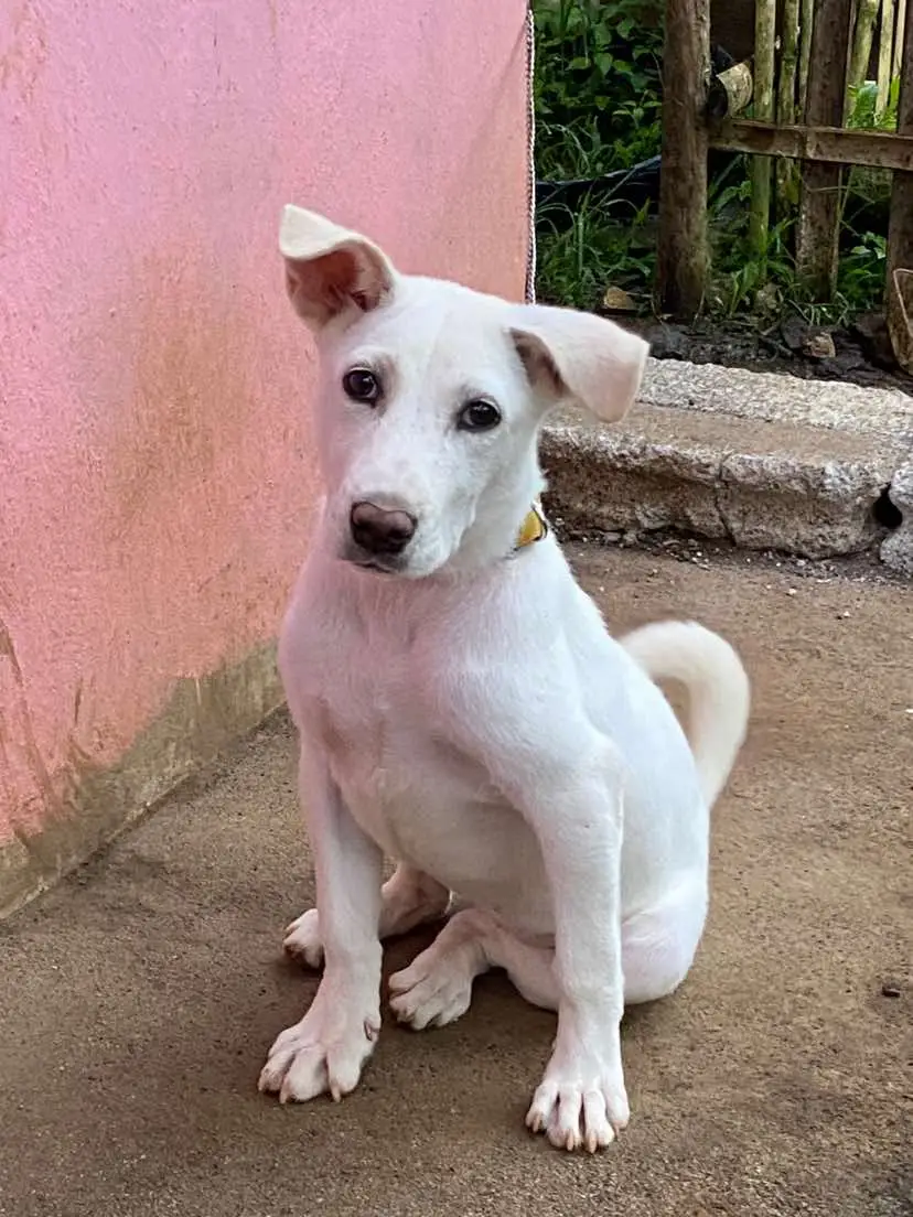 #anjingkampung😁♥️ #anjinglucu #anjingpintar #kesayanganku 😍🥰😎#anjingtiktok🐶 