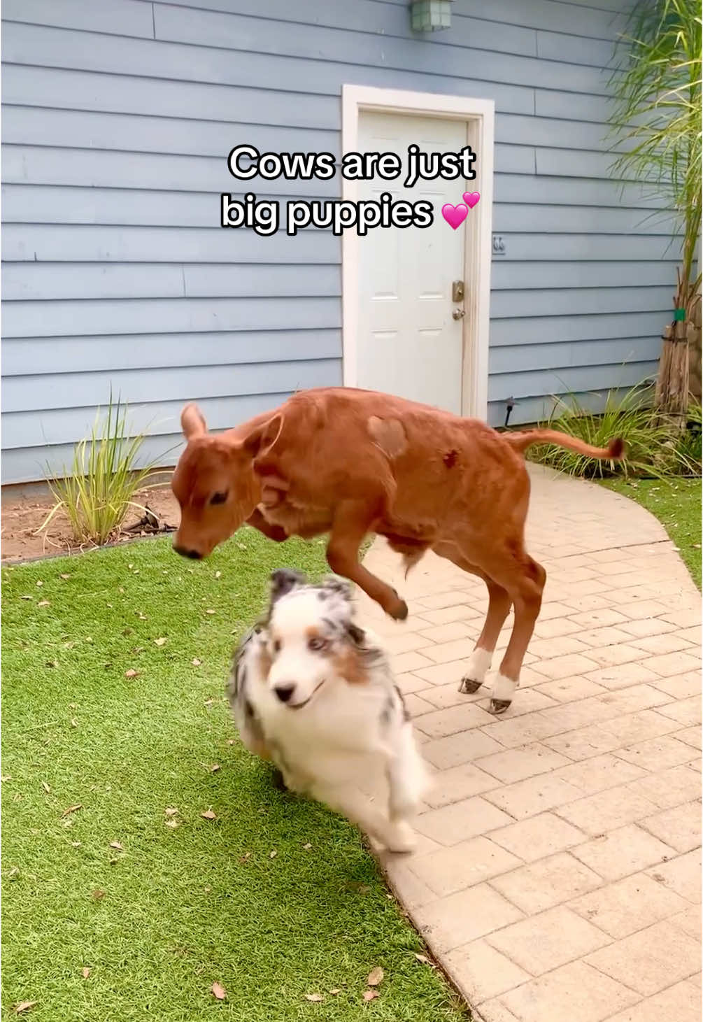 Cows love to run, play, and have fun, just like the animals we share our homes with! Lewis has grown so much, but he still loves to have fun—and now enjoys playing with all of his new friends at our @Sun Chlorella US Healing Center ❤️ #cowsoftiktok #dogsoftiktok #rescueanimals #cuteanimals #animalsanctuary 