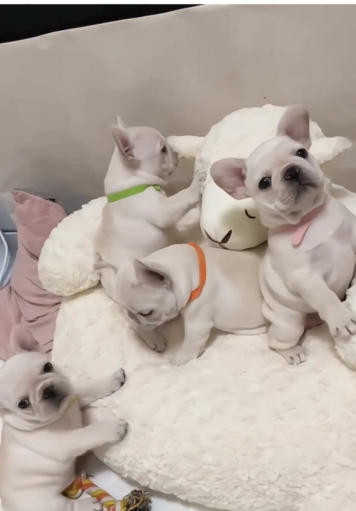 𝐆𝐌𝐀𝐈𝐋 cute cheese sticks #frenchbulldog #frenchiesoftiktok #pet #dog #baby #puppy #puppylove #cuteanimals 