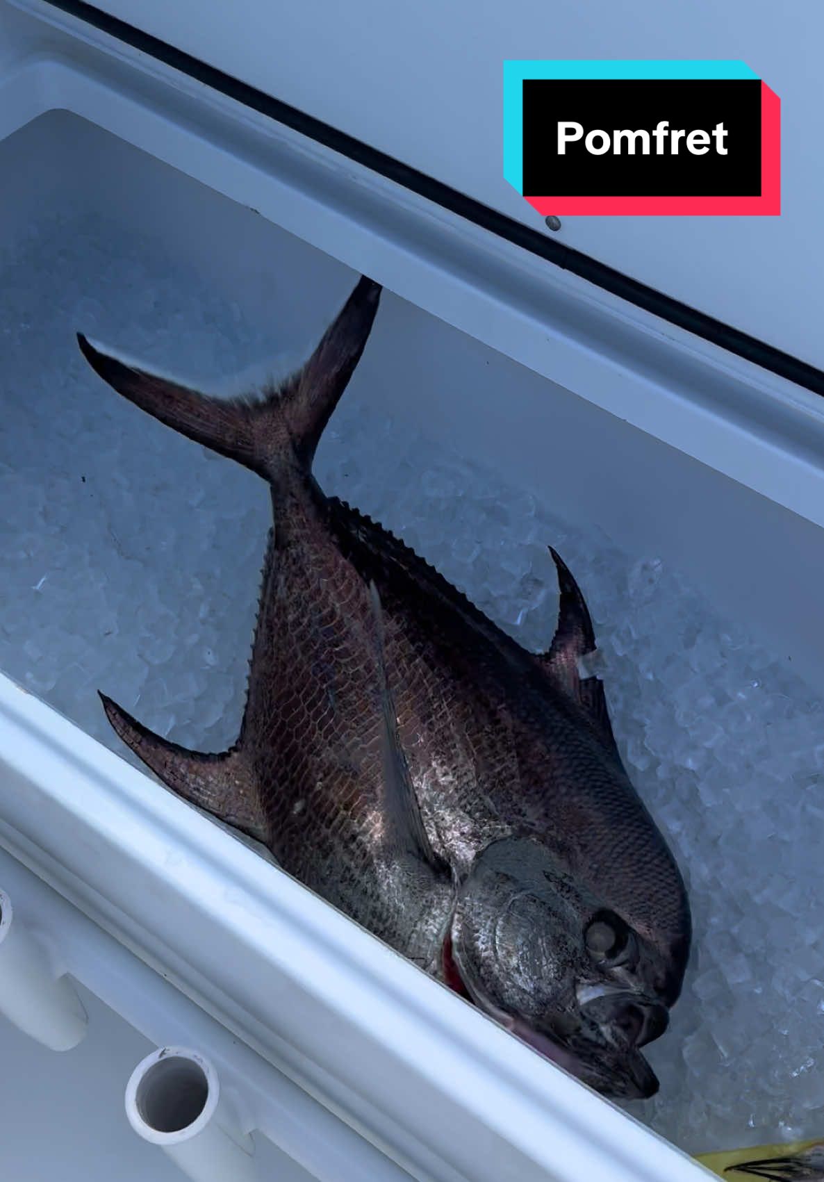 Permit from the deep. Insta link in bio. #Lyonfish. Tiktok no fish were harmed in this video. The pomfret was safely released. #Florida #offshore #fish #fishing #fishtok #snapper #grouper #deep #animals #wildlife #shark #tuna #wahoo #boat #freeman 