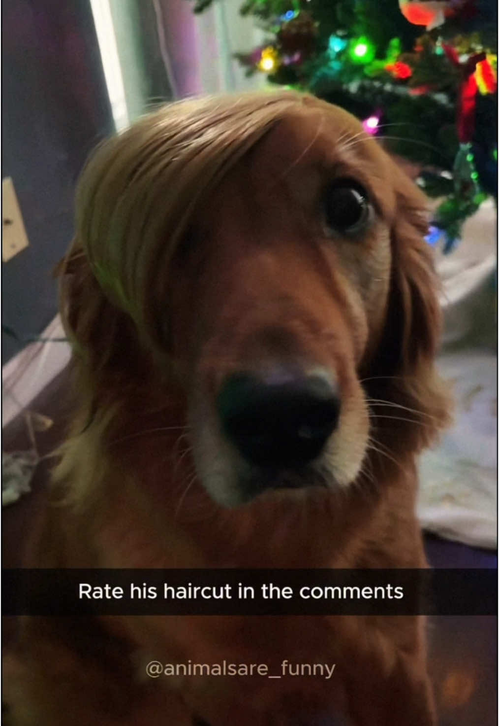 Look at the end 😭 Funny dogs videos #dog #funnyanimals #funnypets #fyp 