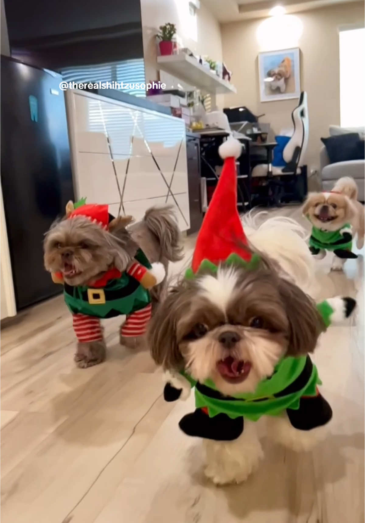 Santa’s little helpers 🧝rush to report for work at the North pole!🎅🏻 #elf #santaslittlehelper #dogchristmas #santapaws #cutechristmas #christmaspuppy #cutedogs #dogsincostumes #dogsarefunny #santaself 