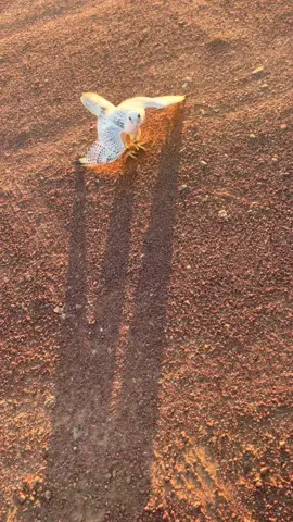 #حايل #طيور #بيور #صقر #جير #مقناص 