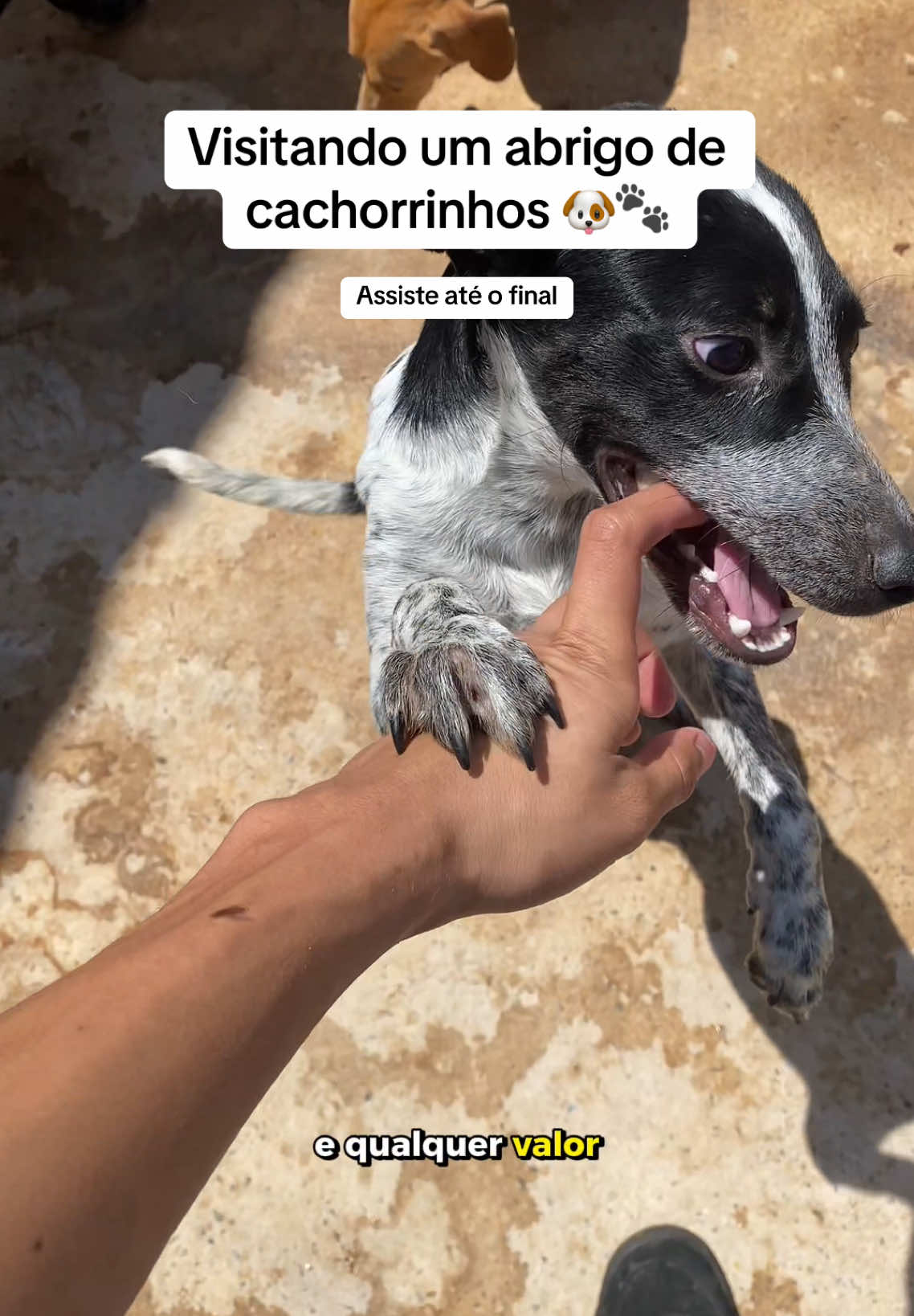 Visitando o @Abrigo Clubinho dos Vira-latas - Eles precisam da nossa ajuda! 🐶❤️ . . . #cachorro #abrigo #abrigodeanimais #doacao 