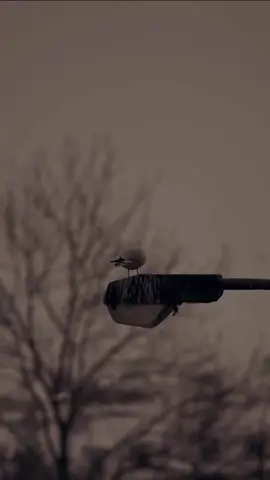 #babadeepsinghji #goldentemple #viral #pray #canada #punjabi #viralvideotiktok #sabar #🥀 #motivational #waheguru #usa🇺🇸 