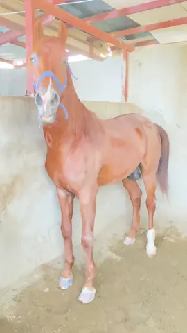 ماشاء الله  . تايفون الله يبارك لنا فيه❤️