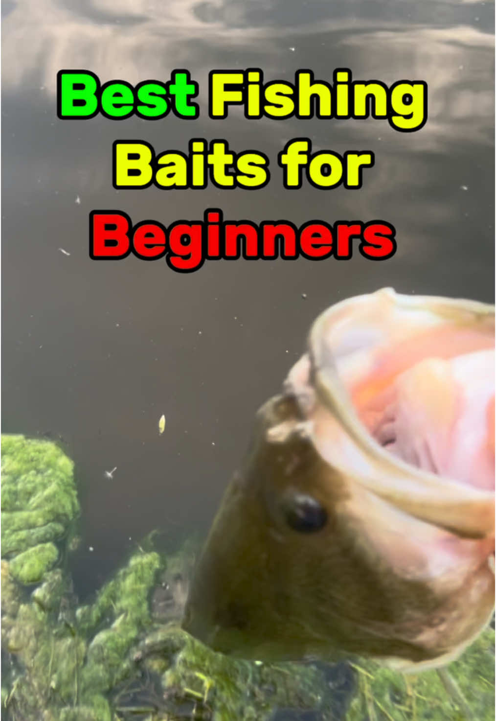 Best fishing baits to use as a beginner fisherman!  #fishingtiktoks #beginnerfisherman #fishing #fishingtips 
